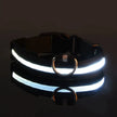 LED Glow-in-the-Dark Dog Leash & Collar Set – Nylon Night Safety Luminous Fluorescent Pet Lead - Gold Store Business