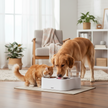 Self-Filling Pet Water Bowl — Automatic Moisture-Proof Dog & Cat Drinking Bowl - Gold Store Business