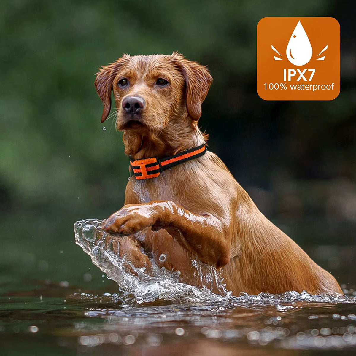 Waterproof Rechargeable Dog Training Collar with Remote – Beep, Vibration & Static Stimulation Modes for All Dogs - Gold Store Business