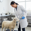 Veterinary Continuous Syringe Gun – Adjustable Dose Animal Injector with 10 Needles - Gold Store Business