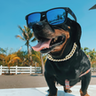 Luxury Cuban Link Dog Collar – Gold & Silver Diamond Chain Necklace for Pets - Gold Store Business